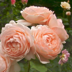 Perzikkleur - engelse roos